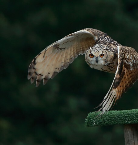 Bengal Eagle Owl in flight
